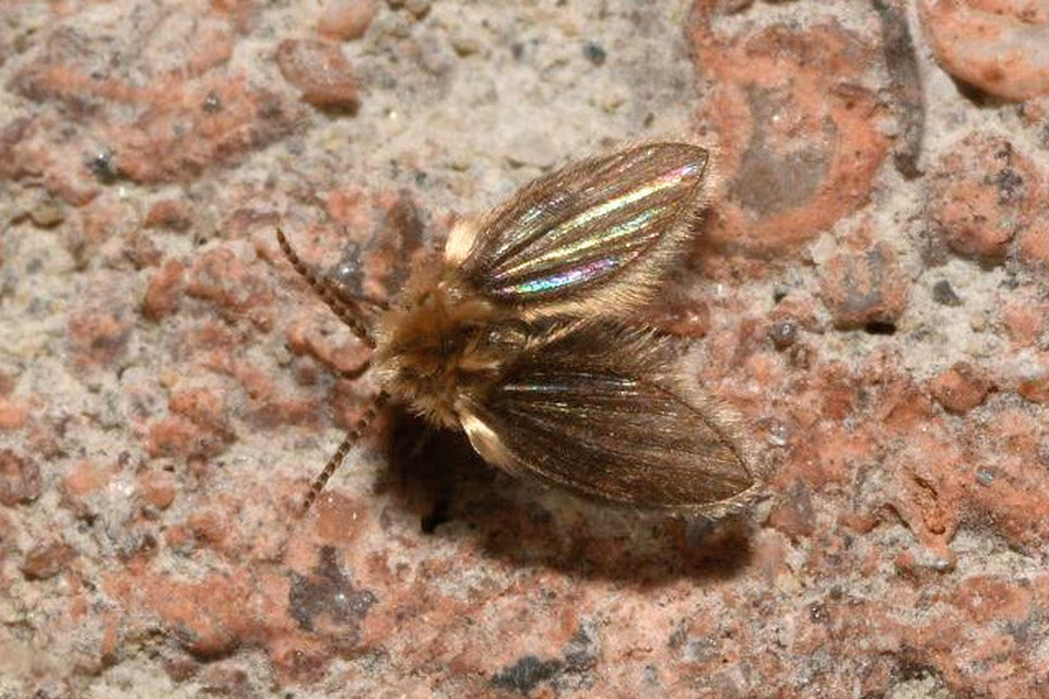 Psychodidae - lepkeszúnyogok