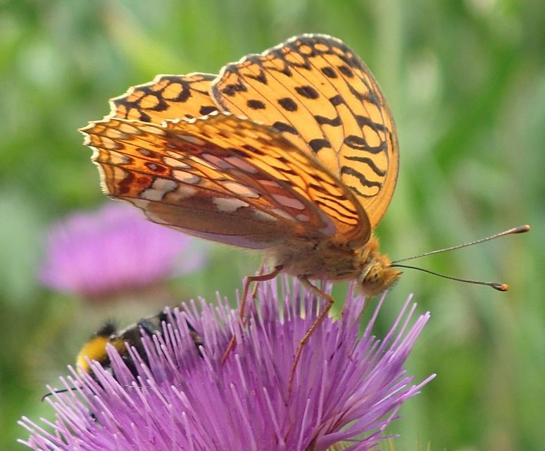 Argynnis adippe - ezüstös gyöngyházlepke
