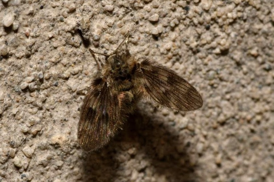 Psychodidae - lepkeszúnyogok