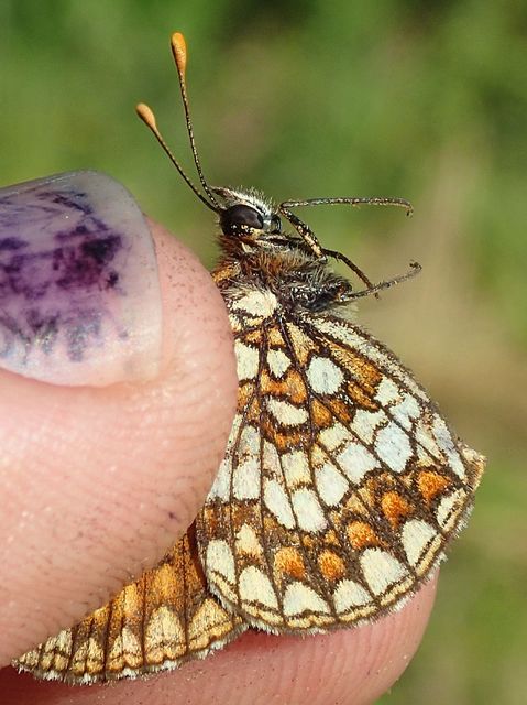Melitaea aurelia - recés tarkalepke