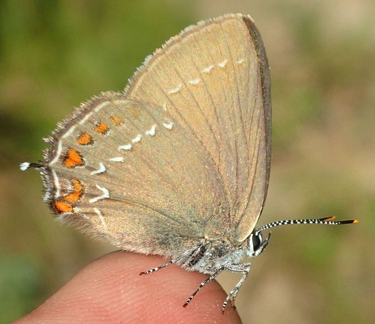Satyrium ilicis - tölgyfa-csücsköslepke