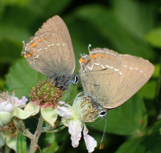 Satyrium ilicis - tölgyfa-csücsköslepke