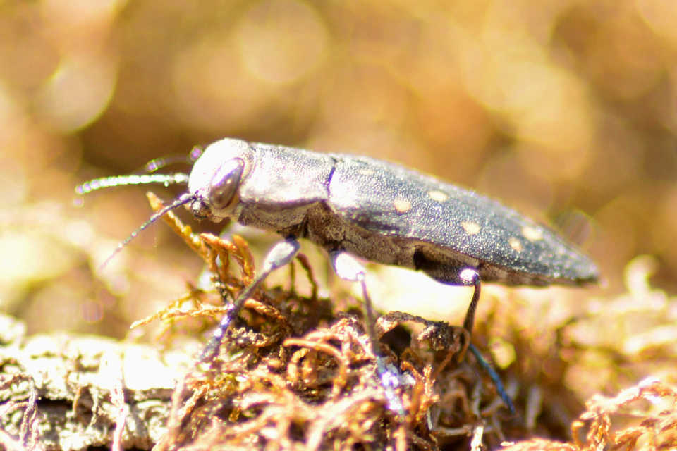 Trachypteris picta decostigma - foltos fürgedíszbogár