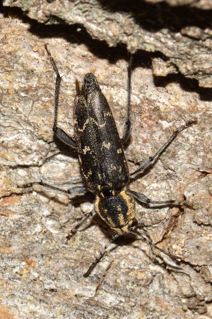 Xylotrechus rusticus - egérszínű darázscincér