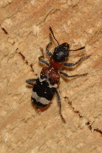 Thanasimus formicarius - vörösnyakú szúfarkas