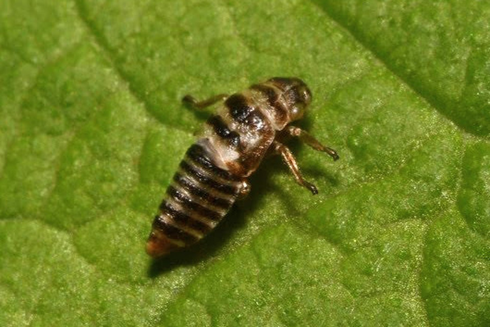 Oncopsis