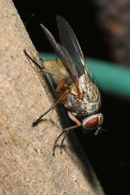 Helina