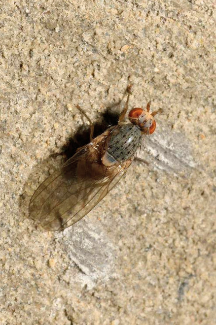 Pseudolyciella pallidiventris
