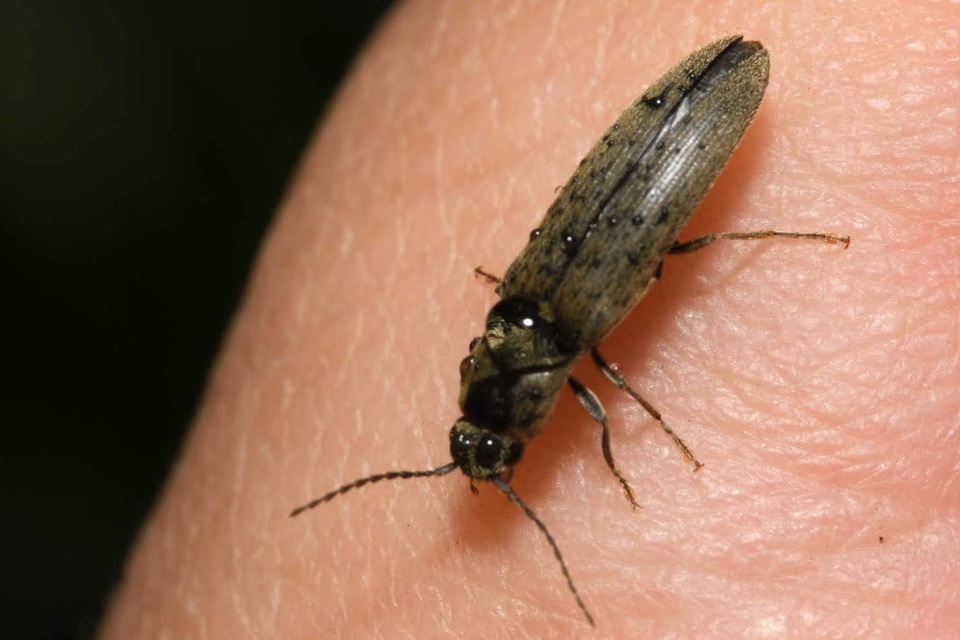 Synaptus filiformis - talpas pattanó