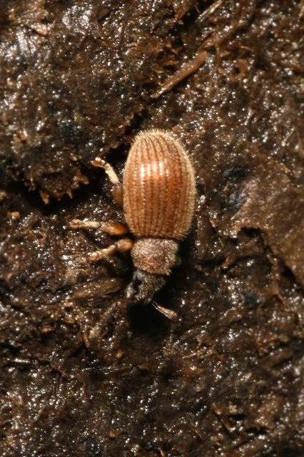 Brachysomus setiger - vastagcsápú gyepormányos Brachysomus setiger - vastagcsápú gyepormányos