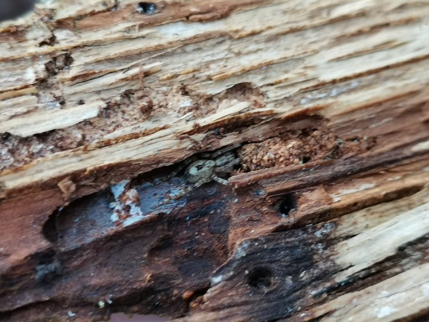 Anyphaena accentuata - jegyespók