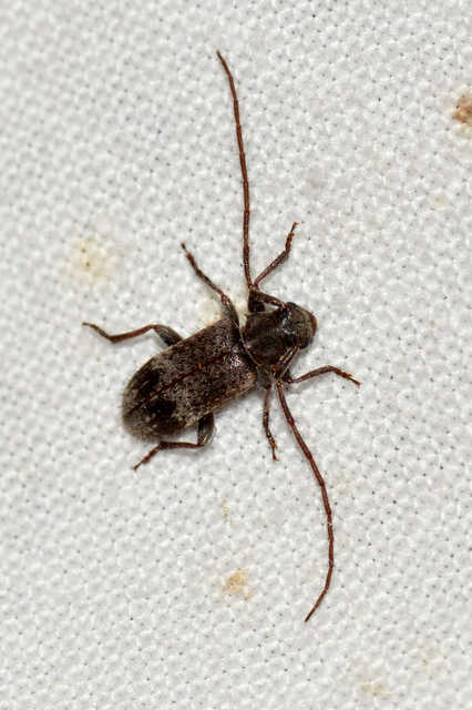 Exocentrus adspersus - tölgyfa-rőzsecincér