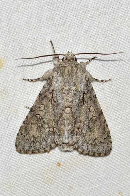 Acronicta aceris - vadgesztenye-szigonyosbagoly