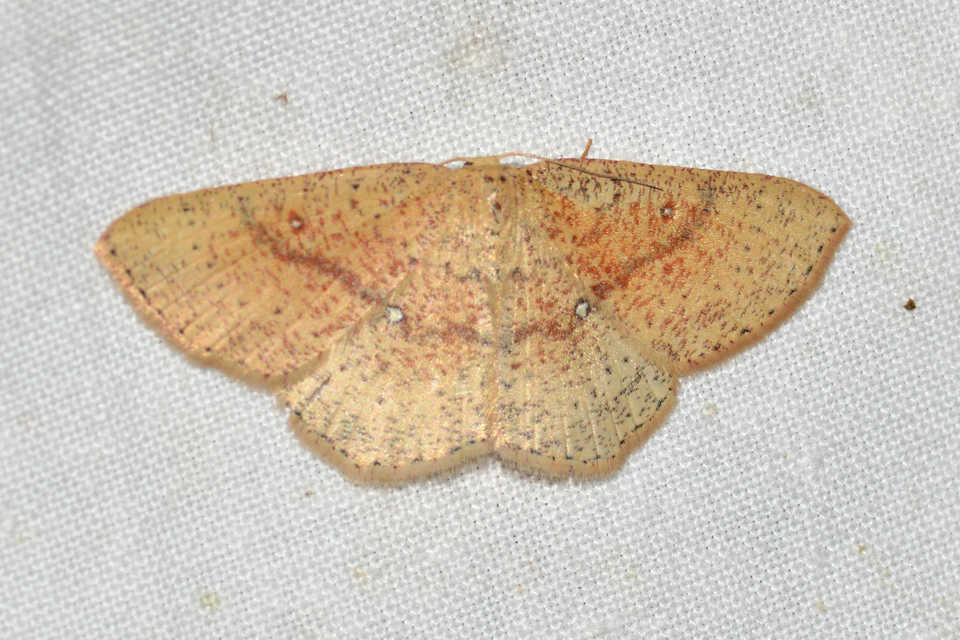 Cyclophora porata - körös pettyesaraszoló