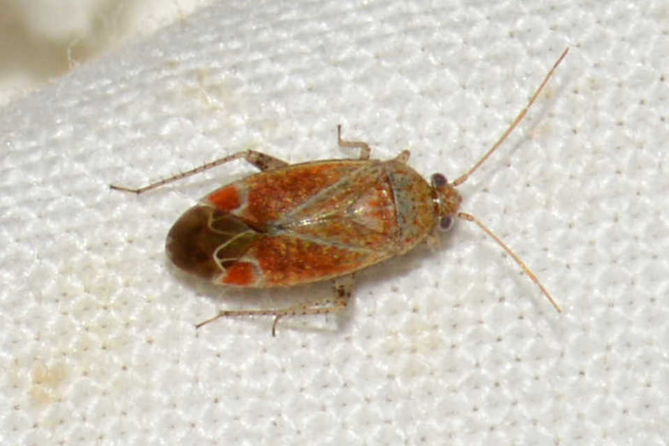 Psallus