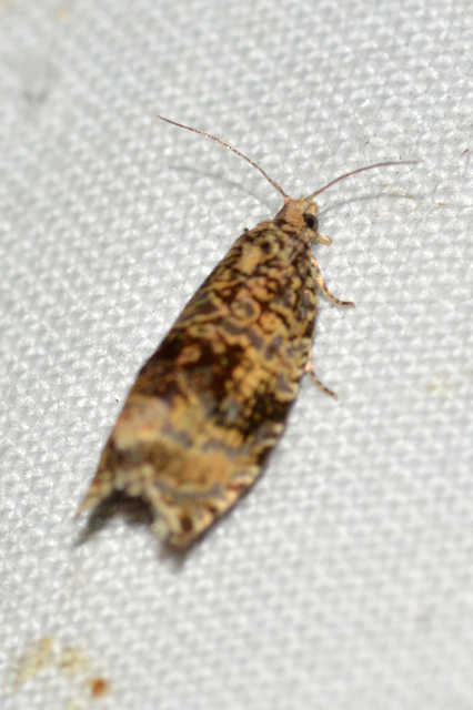 Celypha lacunana - vízparti tükrösmoly