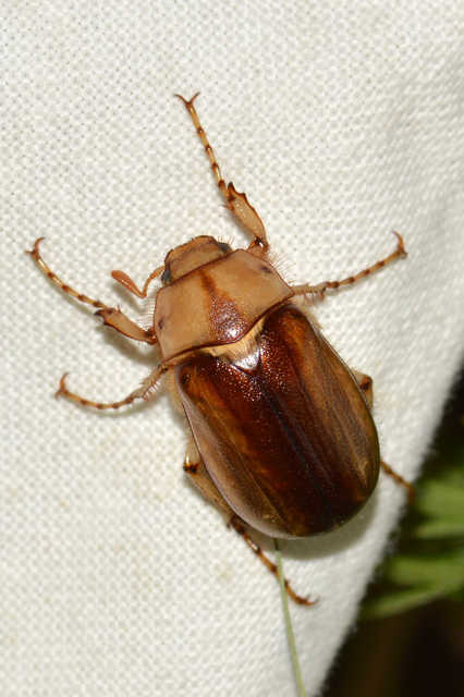 Rhizotrogus aestivus - tavaszvégi cserebogár
