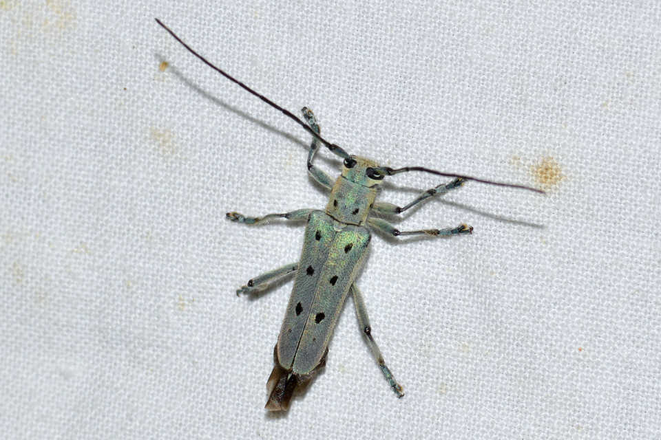 Saperda octopunctata - nyolcpontos cincér