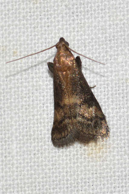 Euzophera fuliginosella - kormostövű karcsúmoly