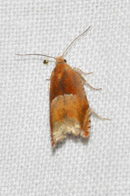 Ancylis mitterbacheriana - tölgysodró horgasmoly