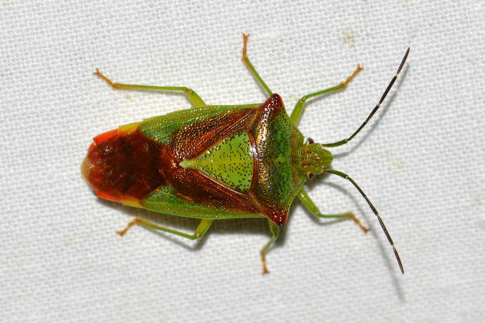 Acanthosoma haemorrhoidale - nagy dajkapoloska Acanthosoma haemorrhoidale - nagy dajkapoloska