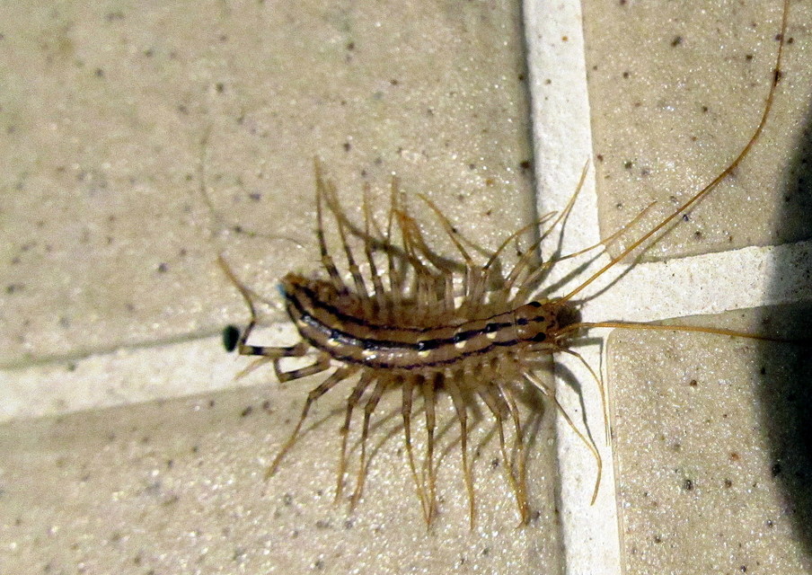 Scutigera coleoptrata - légyölő pókszázlábú