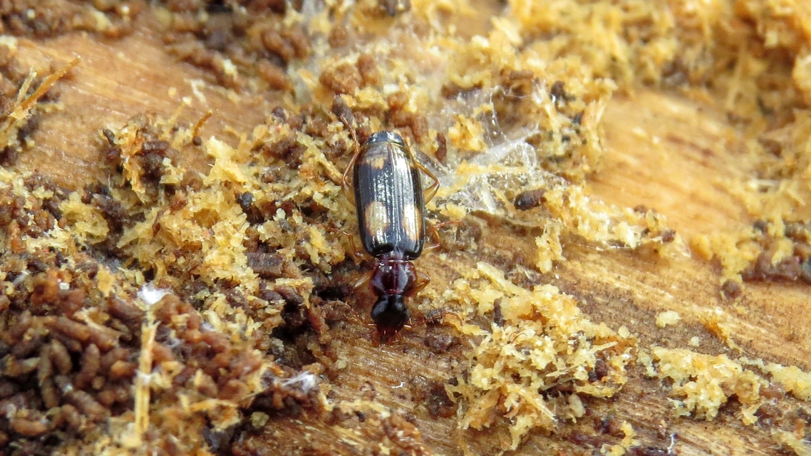 Dromius quadrimaculatus - négyfoltos kéregfutó