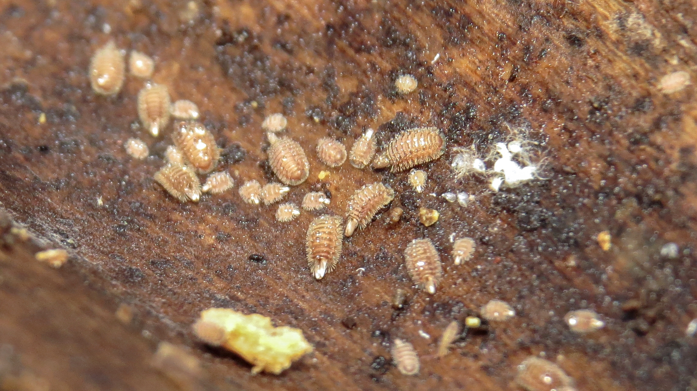 Polyxenus lagurus Polyxenus lagurus