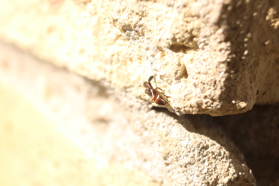 Caliscelidae