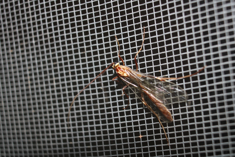 Ophion obscuratus