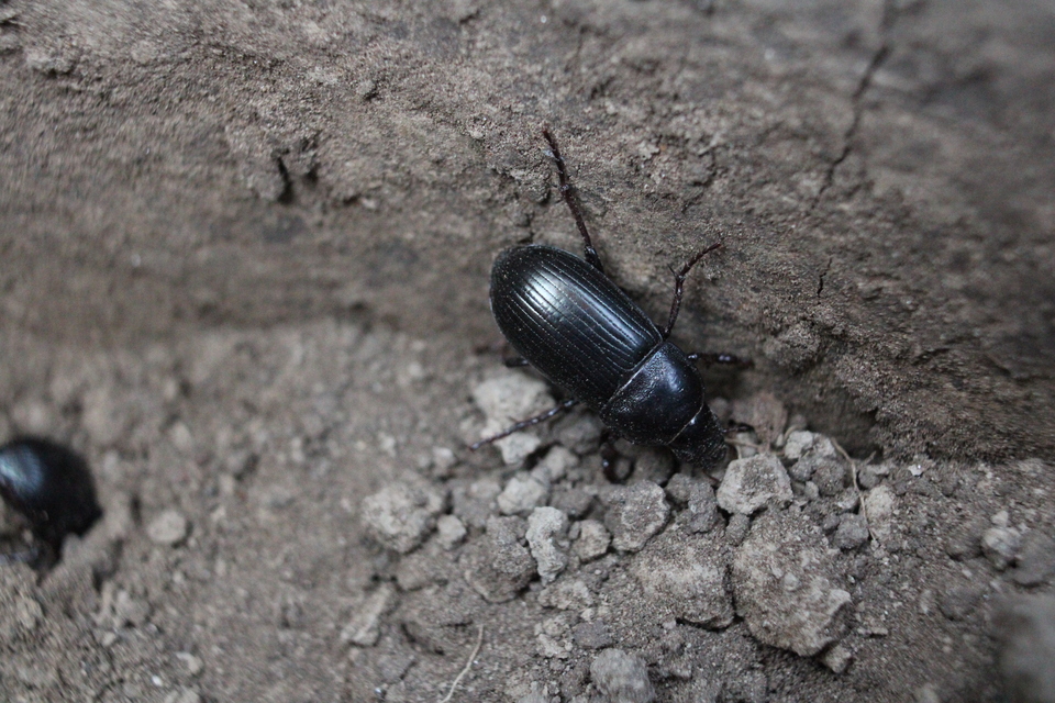 Zabrus tenebrioides - gabonafutó