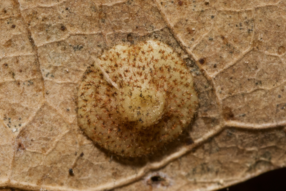 Neuroterus quercusbaccarum - bogyógubacsdarázs