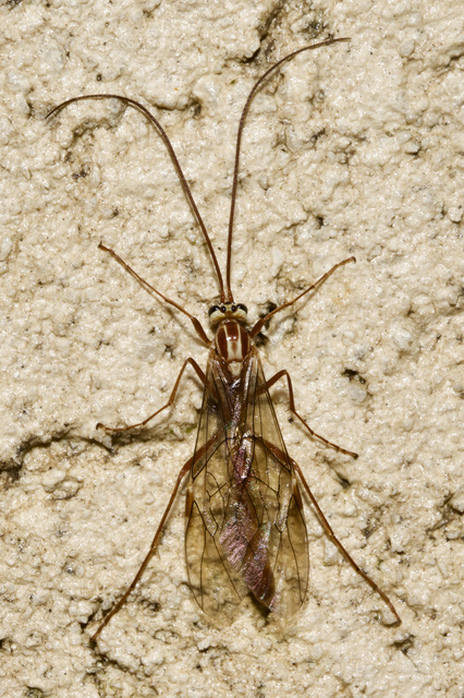 Ophion obscuratus