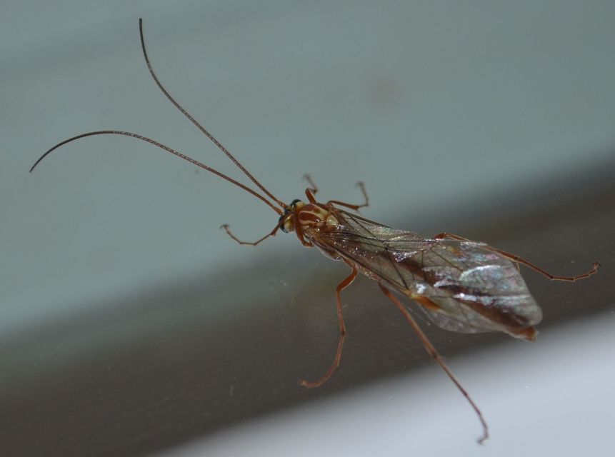 Ophion obscuratus