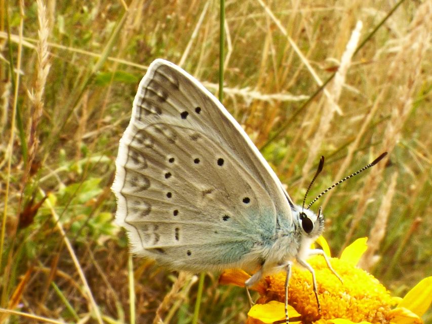Polyommatus daphnis - csipkés boglárka