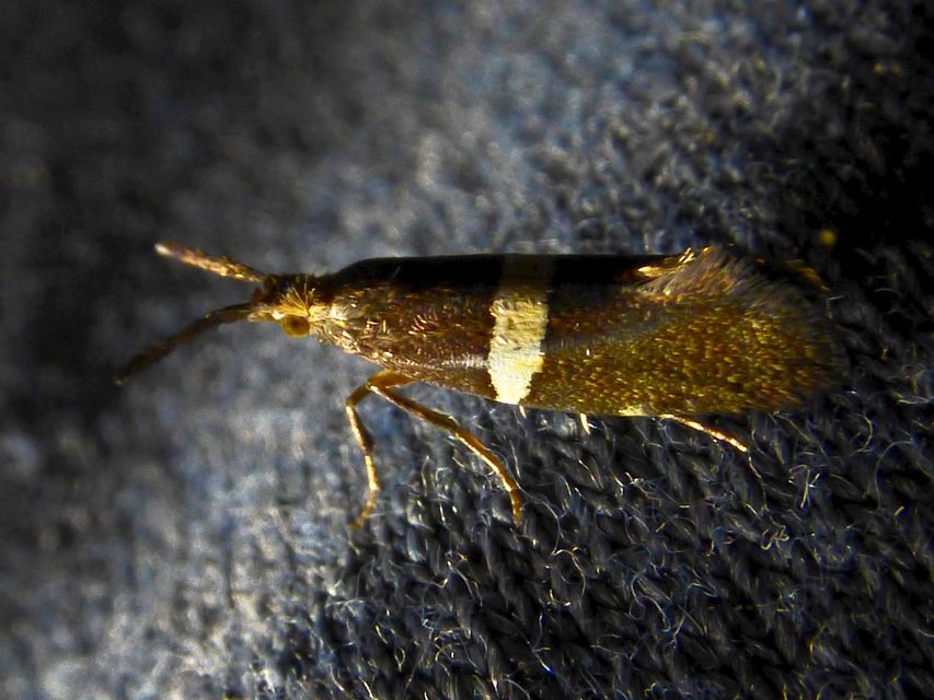 Eidophasia messingiella - kakukktormamoly