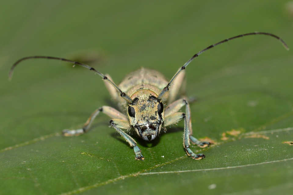 Saperda octopunctata - nyolcpontos cincér
