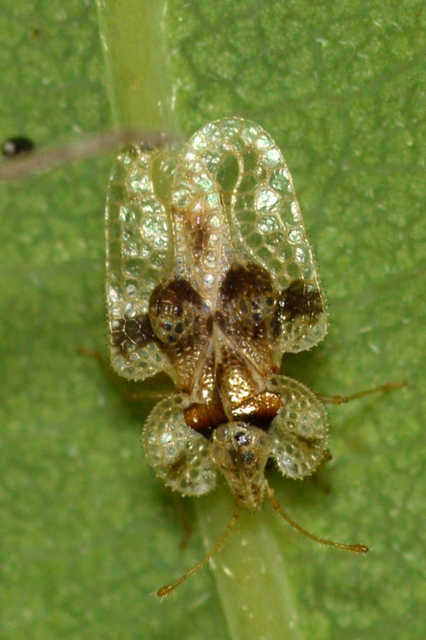 Corythucha arcuata - tölgy-csipkéspoloska