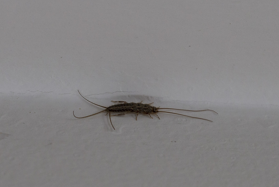 Ctenolepisma lineatum - sávos ősrovar