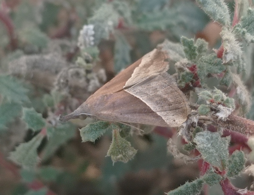 Hypena lividalis - köpenyes karcsúbagoly