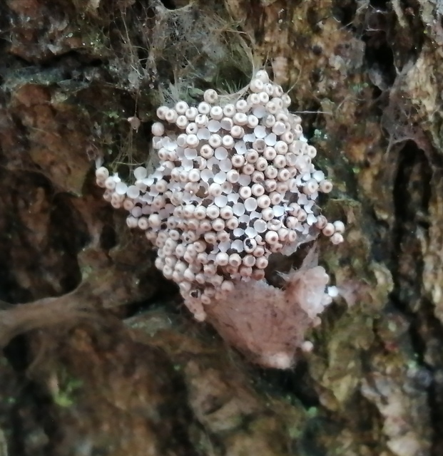 Orgyia antiqua - rozsdabarna kisszövő