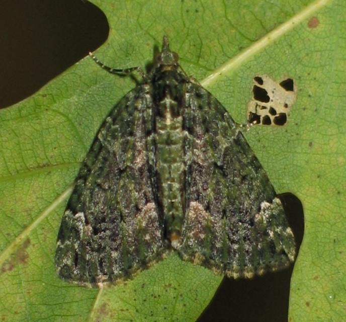Chloroclysta siterata - salátazöld araszoló