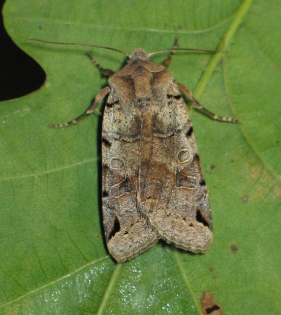 Anchoscelis litura - tarka őszibagoly