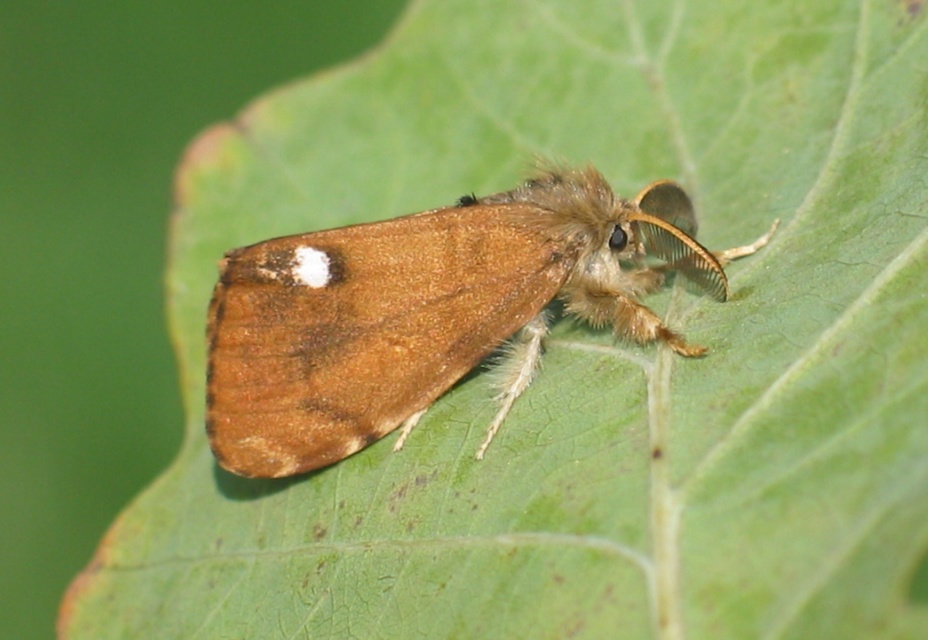 Orgyia antiqua - rozsdabarna kisszövő