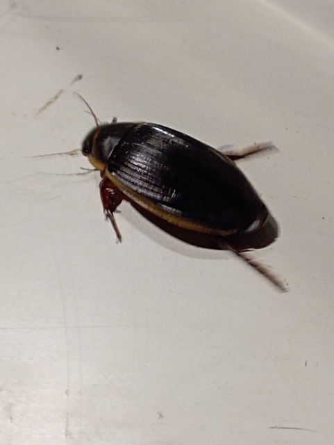 Dytiscus dimidiatus - tompacsípős csíkbogár