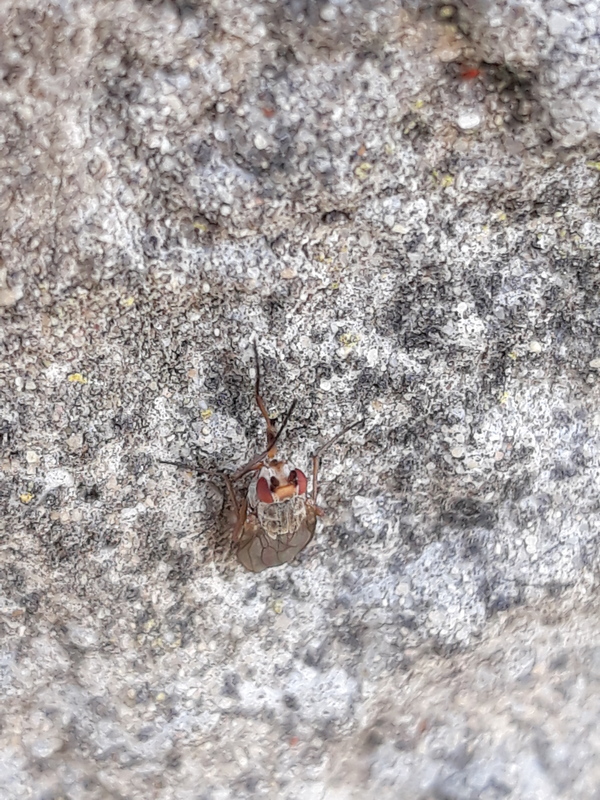 Tephrochlamys rufiventris