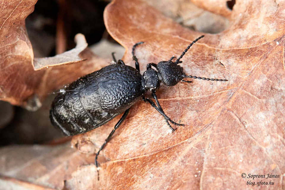 Meloe rugosus - ráncos nünüke