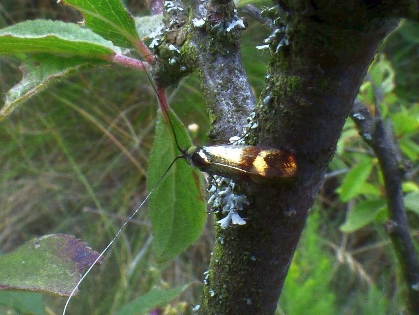 Nemophora