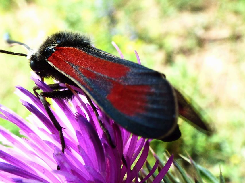 Zygaena punctum - pettyes csüngőlepke