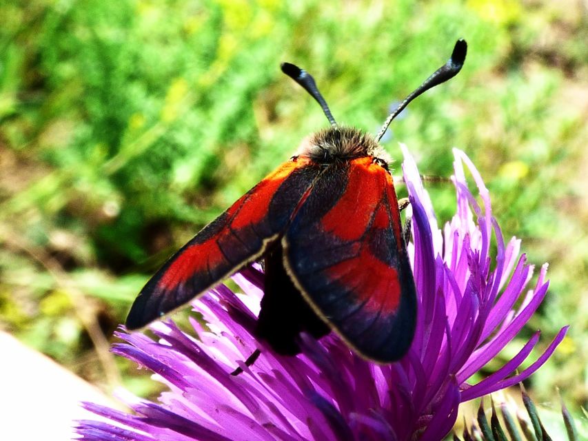 Zygaena punctum - pettyes csüngőlepke